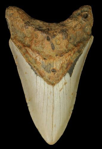 Megalodon Tooth - North Carolina #67281